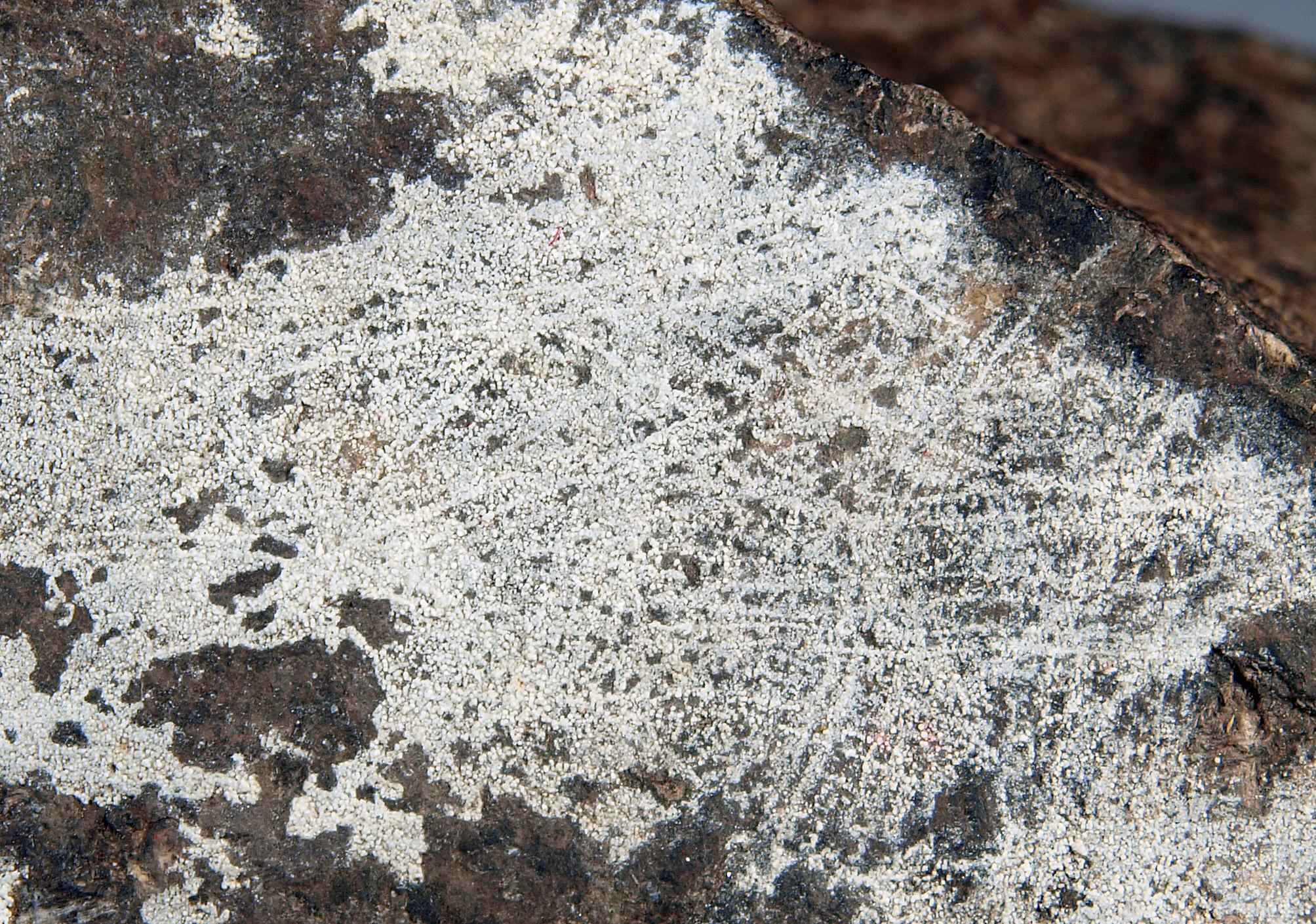 Coating of dypingite, franklinite-calcite ore, Sterling mine, Ogdensburg