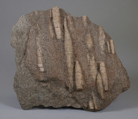 Long (8-10 cm), tapering, spindle-shaped crystals of pale tan sillimanite in a microcline-biotite-quartz gneiss matrix