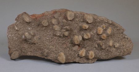 Prismatic crystals of pale tan sillimanite, most 7-12 mm in diameter, projecting from the surface of a fine-grained microcline-biotite-quartz gneiss