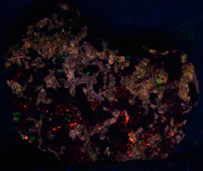 Fluorapatite, pyroxene, willemite and calcite from Taylor Road Dump, Franklin, NJ under shortwave UV Light