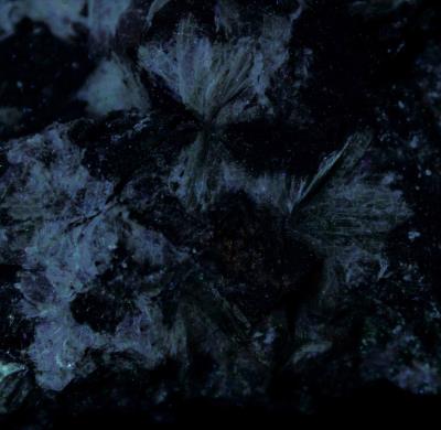 Margarite crystal sprays in franklin marble from the Franklin Quarry, Franklin, NJ under shortwave UV Light
